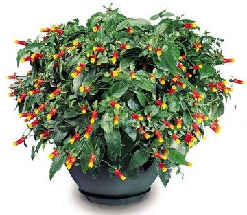 Manettia luteorubra- манетия (206)